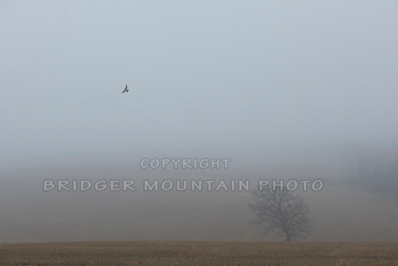 Fog