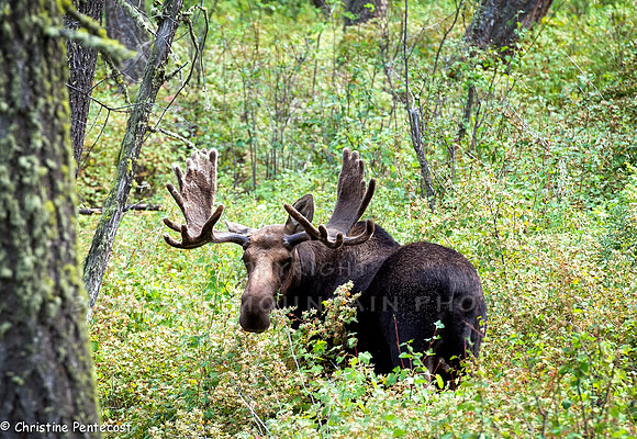 Large bull moose with huge paddles standing in the woods.