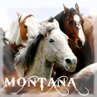 Horses faces coaster