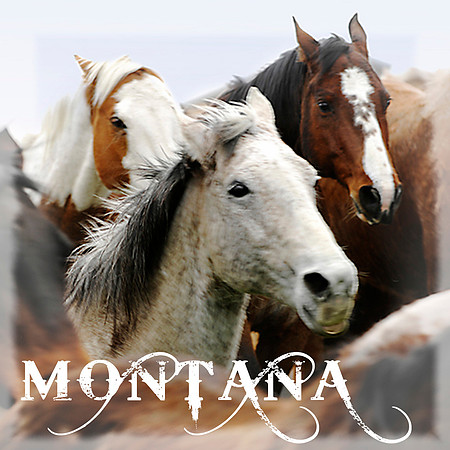 Horses faces coaster
