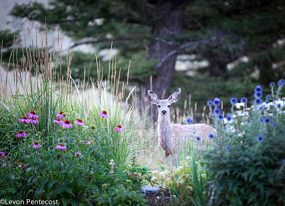 A mule deer fawn framed in by pink and purple flowers in the garden.