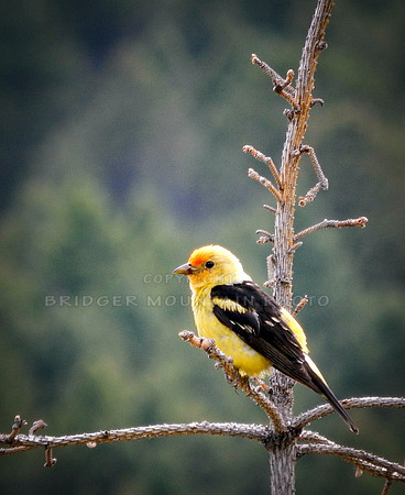 Western Tanager female
