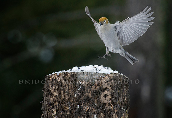 Coming in for a Landing