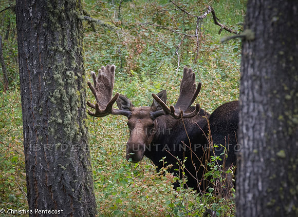 Large bull moose with huge paddles stands behind two trees.