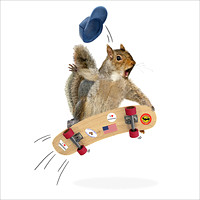 Skateboarding Squirrel Coaster