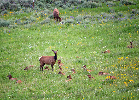 Two elk cows oversee a large number of sitting elk calves lying in the grass.