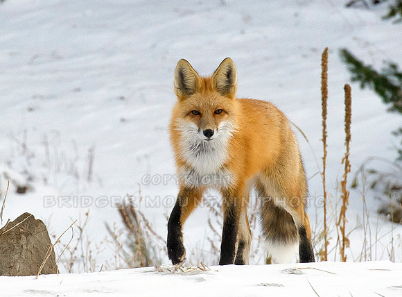 Red Fox in Snow