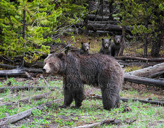 Grizzly sow with three cubs behind her leaning on logs in Yellowstone National Park.