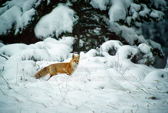 Red Fox in the Snow