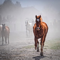 Running Horse Coaster