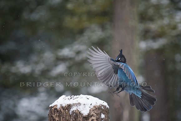 Stellars Jay Coming in for a Landing