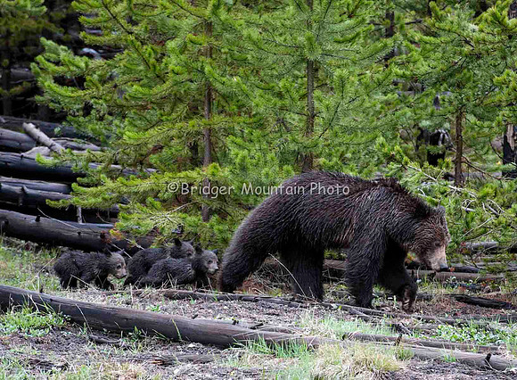 Grizzly Sow with three cubs trailing behind her, in Yellowstone National Park