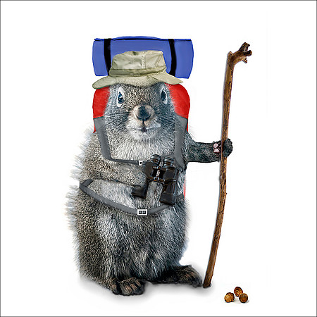 Hiking Squirrel COASTER