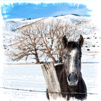 Horse in Snow