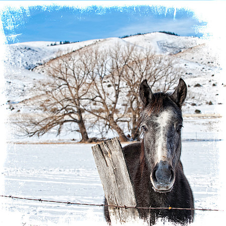 Horse in Snow