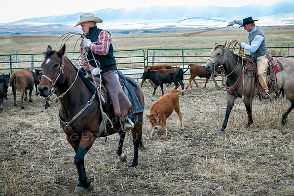 Cattle Branding-140