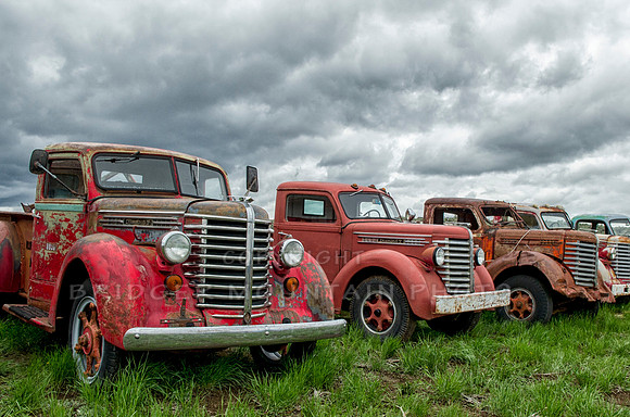 Vintage trucks, lined up in the grass, with stormy skies in the background.