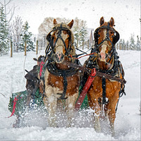 Sleigh Ride 4