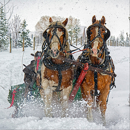 Sleigh Ride 4