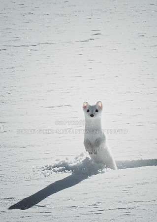 A Least Weasel