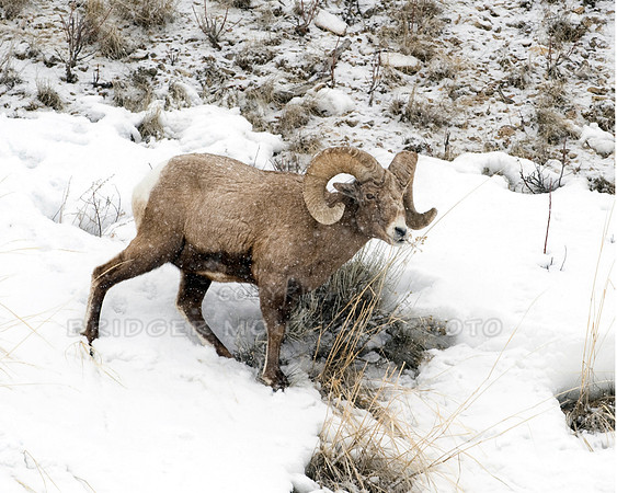 Bighorn Sheep on the side of a snow covered hill, in Yellowstone National Park