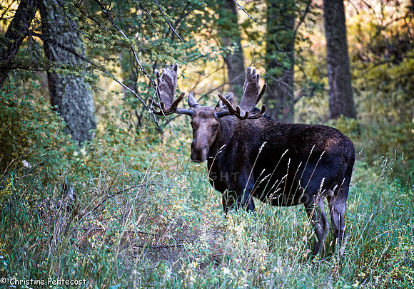 Moose in the Woods