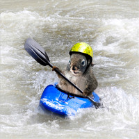 Kayaking Squirrel COASTER