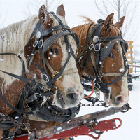 Sleigh Ride 1