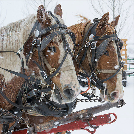 Sleigh Ride 1