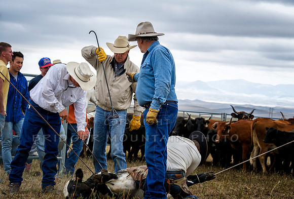 Cattle Branding-109