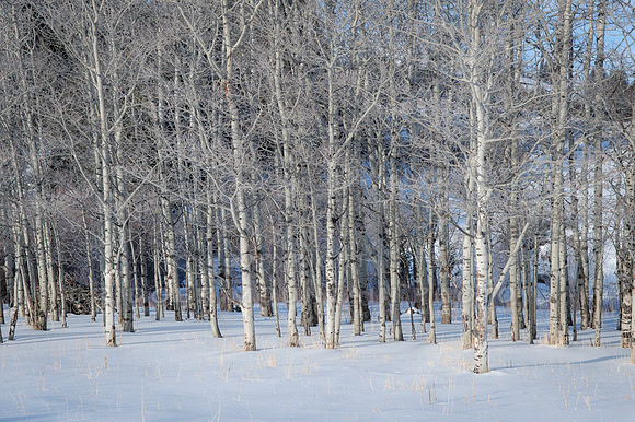 Aspen Trees in Winter