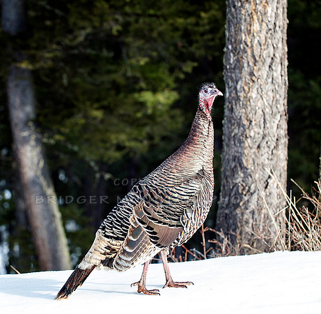Wild Turkey
