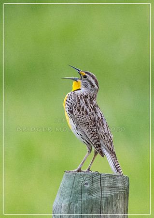 Western Meadowlark