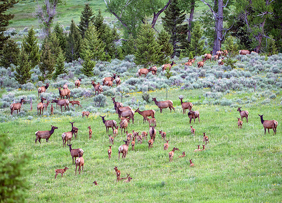A large herd of elk along with their babies in the green grass of Montana