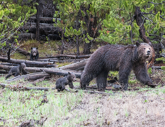 Grizzly Mom and her Three Cubs