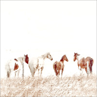 Horses in the Snow COASTER