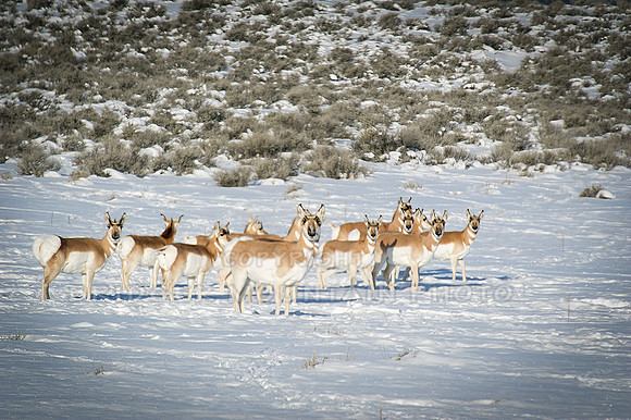 Pronghorn