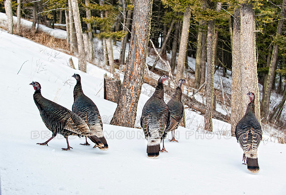 Wild Turkeys