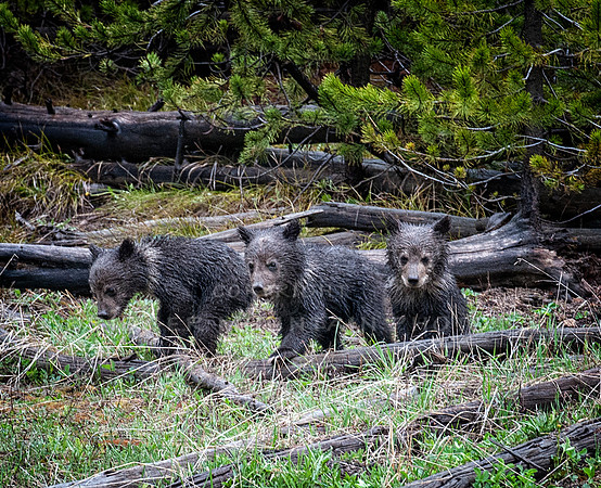 Three Grizzly Cubs