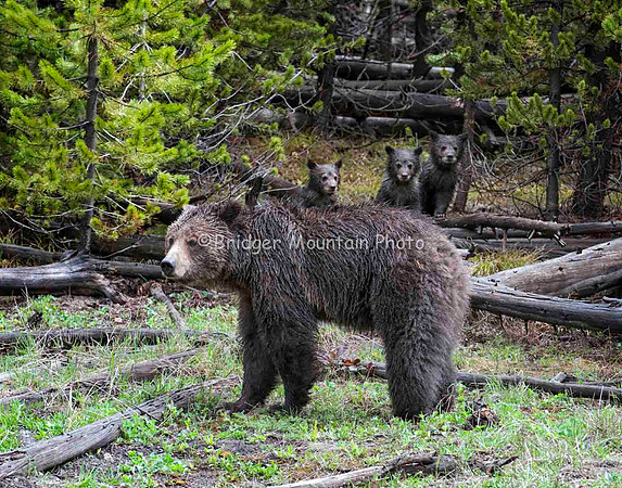 A Grizzly Sow with her three cubs on logs behind her, in Yellowstone National Park