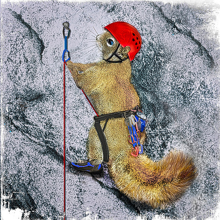 Rock Climbing Squirrel