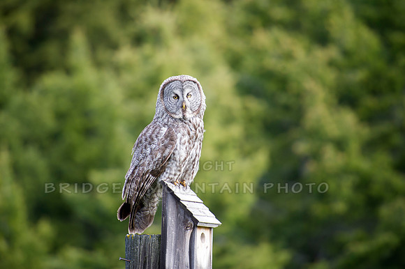 Great Grey Owl on Bird House
