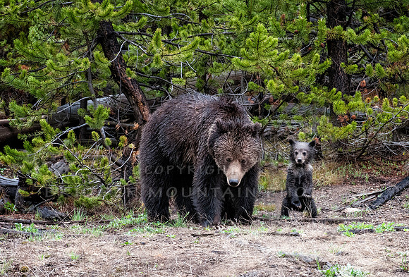Grizzly with Standing Cub