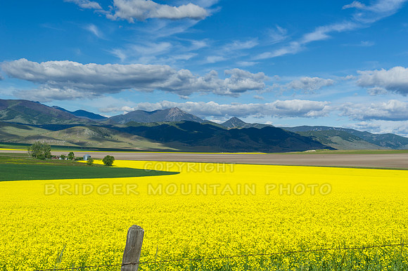 Bright yellow canola field in the rolling hills of Montana
