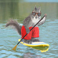 Paddleboarding Squirrel COASTER
