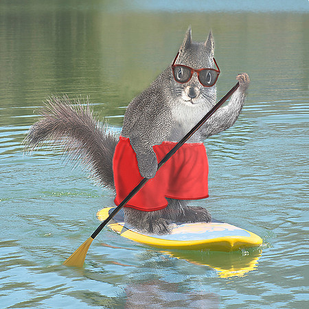 Paddleboarding Squirrel COASTER