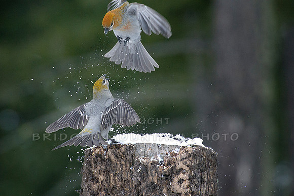 Pine Grosbeaks Battling it Out