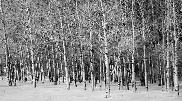 Aspen Trees in Black and White