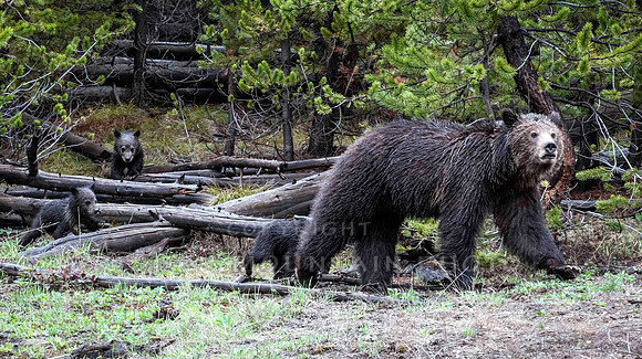 Grizzly sow with three cubs behind her crawling over logs, in Yellowstone National Park.