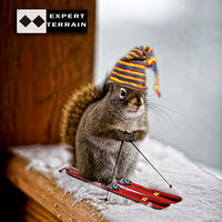Skiing Squirrel COASTER